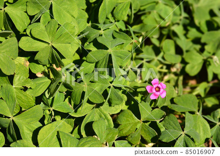 Pink wood sorrel 85016907