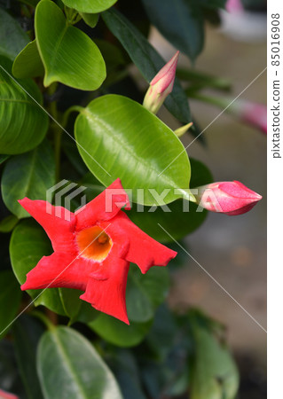 Mandevilla Sundaville Early Scarlet Mandevilla Sundaville Early Scarlet 85016908