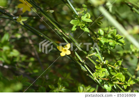 Winter jasmine Winter jasmine 85016909