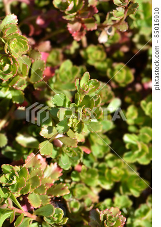 Orange Stonecrop Weihenstephaner Gold Orange Stonecrop Weihenstephaner Gold 85016910