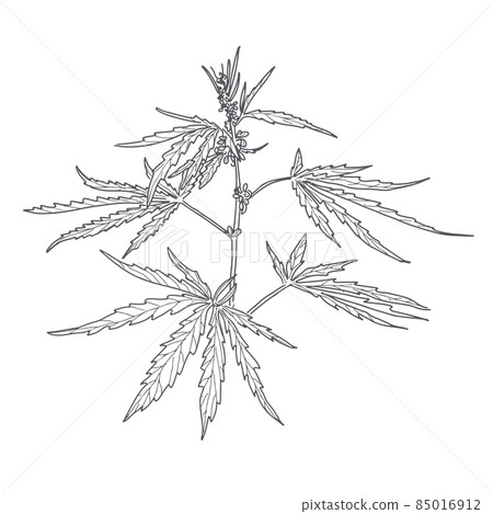 Hemp stem, inflorescence and leaves Hemp stem, inflorescence and leaves 85016912