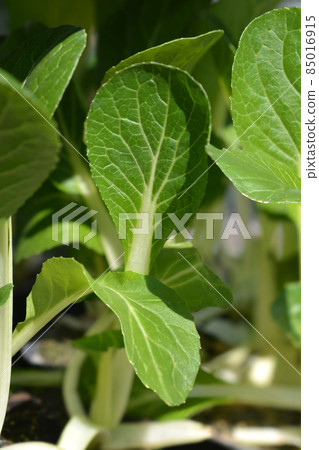 Bok choy Bok choy 85016915