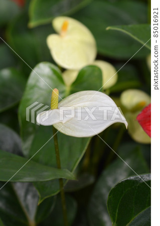 Flamingo flower 85016921