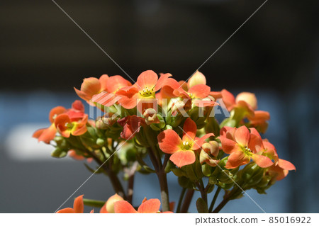 Kalanchoe Dorothy Kalanchoe Dorothy 85016922