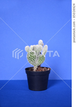 Bunny ears cactus Bunny ears cactus 85016924