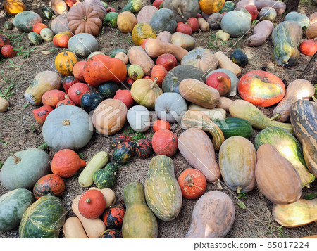 Many colorful organic pumpkin at farm market Many colorful organic pumpkin at farm market 85017224