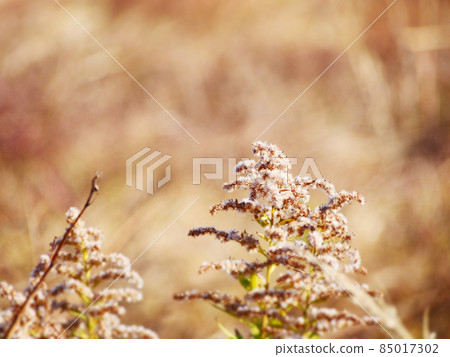 Late autumn Kirin grass 85017302