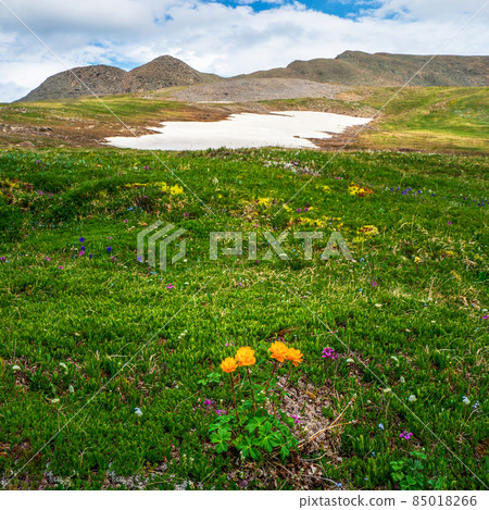 Harsh Alpine nature, green meadow with blooming orange relict flowers. Trollblume in spring Globeflower in front of the white glacier. Green Alpine plateau. Harsh Alpine nature, green meadow with blooming orange relict flowers. Trollblume in spring Globeflower in front of the white glacier. Green Alpine plateau. 85018266