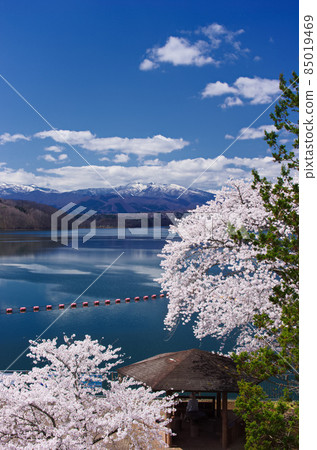 鐮房湖畔和藏王連峰的櫻花（宮城縣川崎町：鐮房水庫） 85019469