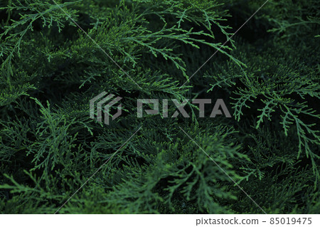 Deep green fresh arborvitae branches close up. Natural background of evergreen coniferous trees as wallpapers. Copy space. Horizontal orientation. Selective focus. Deep green fresh arborvitae branches close up. Natural background of evergreen coniferous trees as wallpapers. Copy space. Horizontal orientation. Selective focus. 85019475