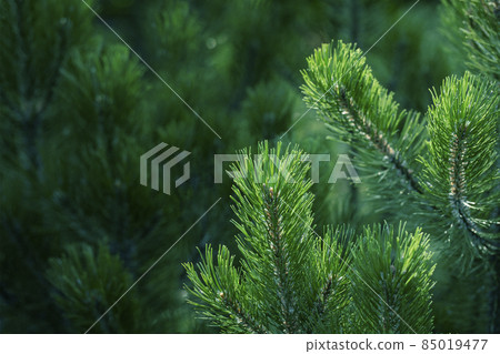 Sunlit green fresh pine branches on dark backdrop of young pine forest. Natural background of evergreen coniferous trees as wallpapers. Close up. Copy space. Horizontal orientation. Selective focus. Sunlit green fresh pine branches on dark backdrop of young pine forest. Natural background of evergreen coniferous trees as wallpapers. Close up. Copy space. Horizontal orientation. Selective focus. 85019477