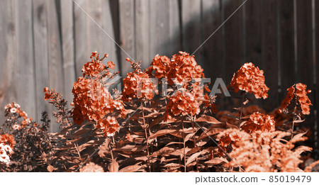 Creative trendy toned floral image. Phlox bushes on wooden fence background with light and shadow. Banner in Calming Coral color. Gardening concept. Copy space. Creative trendy toned floral image. Phlox bushes on wooden fence background with light and shadow. Banner in Calming Coral color. Gardening concept. Copy space. 85019479