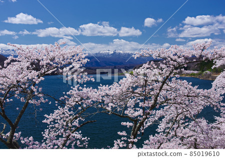 鐮房湖畔和藏王連峰的櫻花（宮城藏王36景）[宮城縣川崎町] 85019610