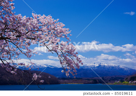 鐮房湖畔和藏王連峰的櫻花（宮城縣川崎町：鐮房水庫） 85019611