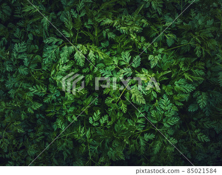 Wild parsley plant or parsnip green leaves texture. Fresh herb sprouts close up. Natural vegetation background, eco and environment concept 85021584