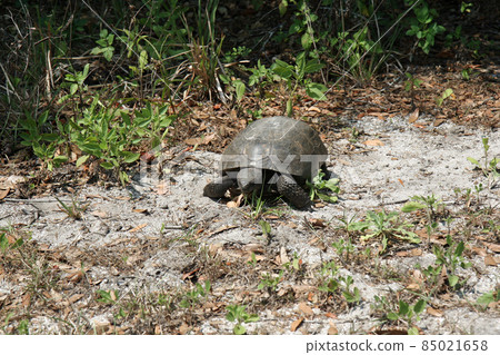 Gopher Tortoise - Gopherus polyphemus - in natural habitat in Florida. 85021658