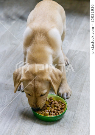 Small cute labrador retriever puppy dog eating his food from green bowl on a floor Small cute labrador retriever puppy dog eating his food from green bowl on a floor 85021936