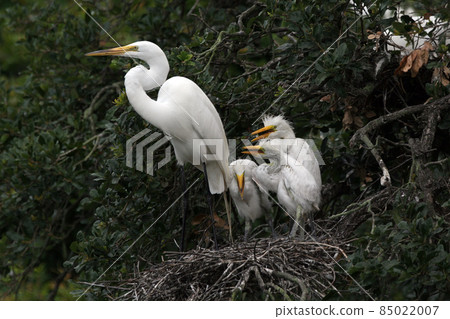 Great egret - Ardea alba - feeding chicks on nest in oak tree in Florida. 85022007