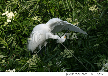 Snowy Egret - Egretta thula - in breeding coloration and plumage. 85022475