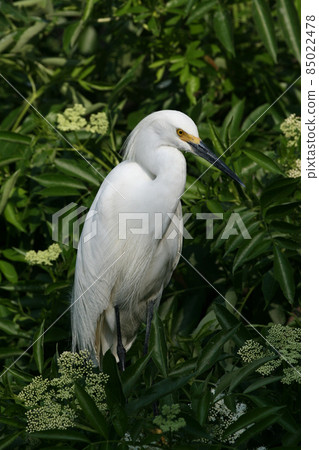 Snowy Egret - Egretta thula - in breeding coloration and plumage. Snowy Egret - Egretta thula - in breeding coloration and plumage. 85022478