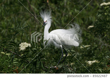 Snowy Egret - Egretta thula - in breeding coloration and plumage. Snowy Egret - Egretta thula - in breeding coloration and plumage. 85022487