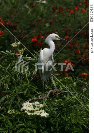 Snowy Egret - Egretta thula - in breeding coloration and plumage. Snowy Egret - Egretta thula - in breeding coloration and plumage. 85022488