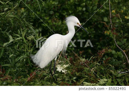 Snowy Egret - Egretta thula - in breeding coloration and plumage. 85022491