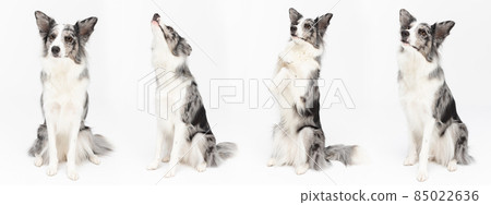Multiple seated dog poses in a panoramic frame. Purebred Border Collie dog in shades of white and black, and long and fine hair. An excellent herding dog. 85022636