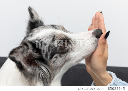 The dog puts its nose to the inside of the young trainer's hand. Intelligent Border Collie Sheepdog. Modern interior design of the apartment. 85022645