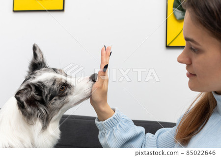 The dog puts its nose to the inside of the young trainer's hand. Intelligent Border Collie Sheepdog. Modern interior design of the apartment. 85022646