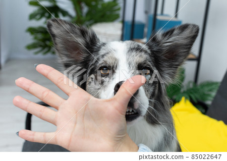 During the exercises, the dog learned to put his nose to the thumb by the trainer. Intelligent Border Collie Sheepdog. Modern interior design of the apartment. 85022647
