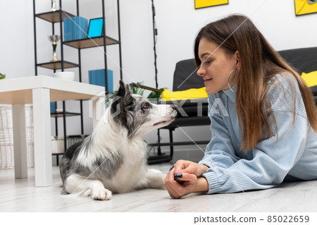 A teenage girl and a dog look each other straight in the eye while lying on the floor in the living room of their home. Intelligent Border Collie Sheepdog. Modern interior design of the apartment. A teenage girl and a dog look each other straight in the eye while lying on the floor in the living room of their home. Intelligent Border Collie Sheepdog. Modern interior design of the apartment. 85022659