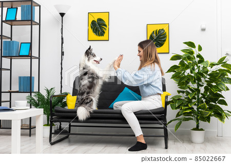 A teenage dog sitter plays a game of paws with him while sitting on the sofa at home. Intelligent Border Collie Sheepdog. Modern interior design of the apartment. 85022667