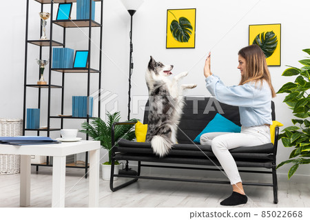 A teenage dog sitter plays a game of paws with him while sitting on the sofa at home. Intelligent Border Collie Sheepdog. Modern interior design of the apartment. 85022668