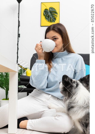 The sitter is sitting on the floor drinking coffee and the dog is lying next to her, looking at her. Intelligent Border Collie Sheepdog. Modern interior design of the apartment. 85022670