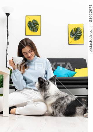 The sitter is sitting on the floor drinking coffee and the dog is lying next to her, looking at her. Intelligent Border Collie Sheepdog. Modern interior design of the apartment. 85022671