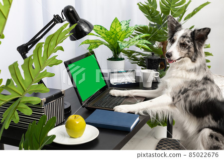 The dog sits in a chair at the desk in front of the computer. The screen is solid green ready to be designed. Intelligent Border Collie Sheepdog. Modern interior design of the apartment. The dog sits in a chair at the desk in front of the computer. The screen is solid green ready to be designed. Intelligent Border Collie Sheepdog. Modern interior design of the apartment. 85022676