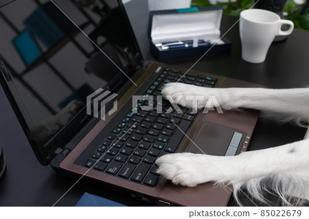 A dog sits in front of the laptop and handles the computer with his paws. Intelligent Border Collie Sheepdog. Modern interior design of the apartment. A dog sits in front of the laptop and handles the computer with his paws. Intelligent Border Collie Sheepdog. Modern interior design of the apartment. 85022679