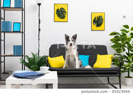 A dog with protruding ears and curiosity sits on a sofa in the living room. Intelligent Border Collie Sheepdog. Modern interior design of the apartment. A dog with protruding ears and curiosity sits on a sofa in the living room. Intelligent Border Collie Sheepdog. Modern interior design of the apartment. 85023049