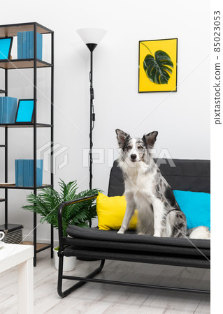 A dog with protruding ears and curiosity sits on a sofa in the living room. Intelligent Border Collie Sheepdog. Modern interior design of the apartment. A dog with protruding ears and curiosity sits on a sofa in the living room. Intelligent Border Collie Sheepdog. Modern interior design of the apartment. 85023053