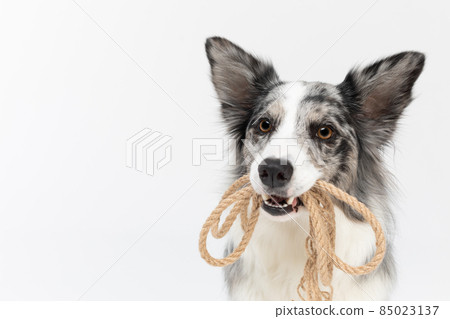 In the close-up view you can see a string coiled in its mouth with three dogs. Border Collie dog in shades of white and black, and long and fine hair. An excellent herding dog. In the close-up view you can see a string coiled in its mouth with three dogs. Border Collie dog in shades of white and black, and long and fine hair. An excellent herding dog. 85023137