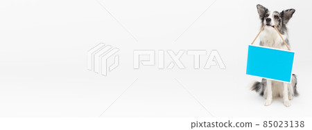 Panoramiczny kadr. Inteligentny pies siedzi na ty ku a w pysku trzyma tabliczk z niebieskim t em. Pies rasy Border Collie w odcieniach koloru bia ego i czarnego oraz d ugiej i delikatnej sier ci Panoramiczny kadr. Inteligentny pies siedzi na ty ku a w pysku trzyma tabliczk z niebieskim t em. Pies rasy Border Collie w odcieniach koloru bia ego i czarnego oraz d ugiej i delikatnej sier ci 85023138