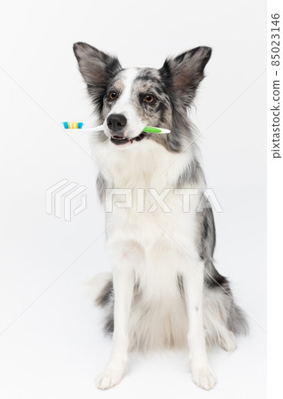 The dog holds a toothbrush in its mouth and reminds you to brush your teeth. Border Collie dog in shades of white and black, and long and fine hair. An excellent herding dog. 85023146