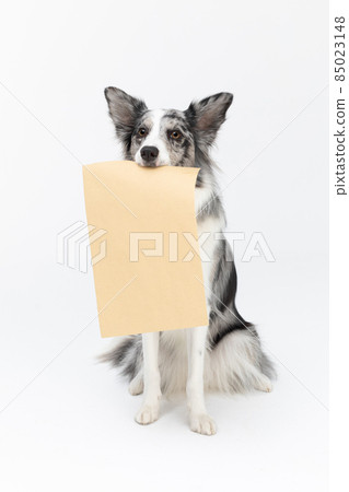 A wise dog is sitting on his ass and in his mouth he is holding a gray envelope brought by the postman. Border Collie dog in shades of white and black, and long and fine hair. An excellent herding dog 85023148