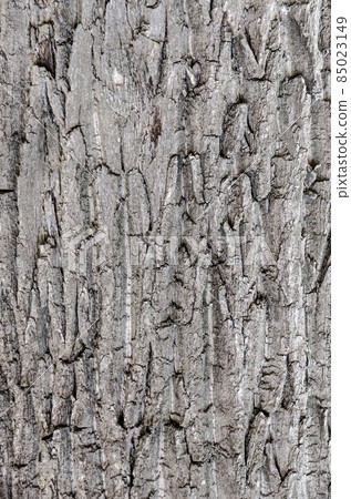 dry tree bark texture background 85023149