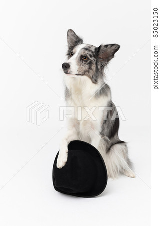 A wise dog sits on his ass and holds a black hat with his front paw. Border Collie dog in shades of white and black, and long and fine hair. An excellent herding dog. 85023150