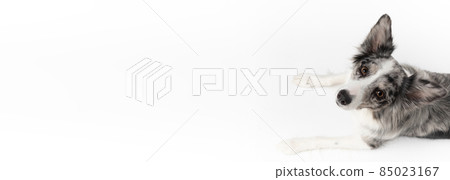 A Border Collie dog is lying on a white background. Top view. The dog is colored in shades of white and black and has long and delicate hair. An excellent herding dog. Panoramic frame. 85023167