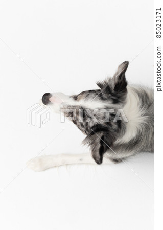 A Border Collie dog is lying on a white background. Top view. The dog is colored in shades of white and black and has long and delicate hair. An excellent herding dog. A Border Collie dog is lying on a white background. Top view. The dog is colored in shades of white and black and has long and delicate hair. An excellent herding dog. 85023171