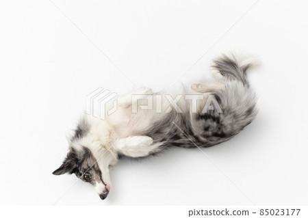 A Border Collie dog on a white background is lying on its back and resting. Top view. The dog is colored in shades of white and black and has long and delicate hair. An excellent herding dog. A Border Collie dog on a white background is lying on its back and resting. Top view. The dog is colored in shades of white and black and has long and delicate hair. An excellent herding dog. 85023177