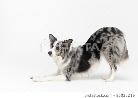 A well-mannered Border Collie dog can bow as a greeting. The dog is colored in shades of white and black and has long and delicate hair. An excellent herding dog. A well-mannered Border Collie dog can bow as a greeting. The dog is colored in shades of white and black and has long and delicate hair. An excellent herding dog. 85023219